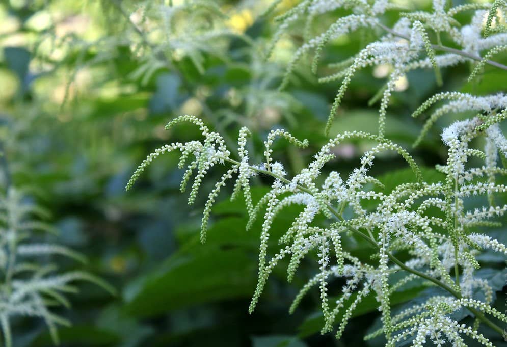 Aruncus asiaticus