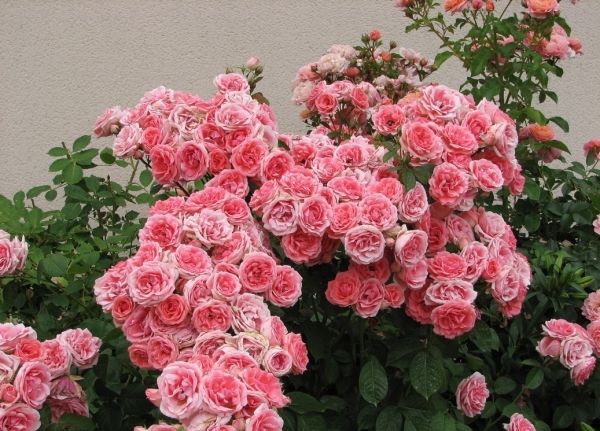 Розы Флорибунда