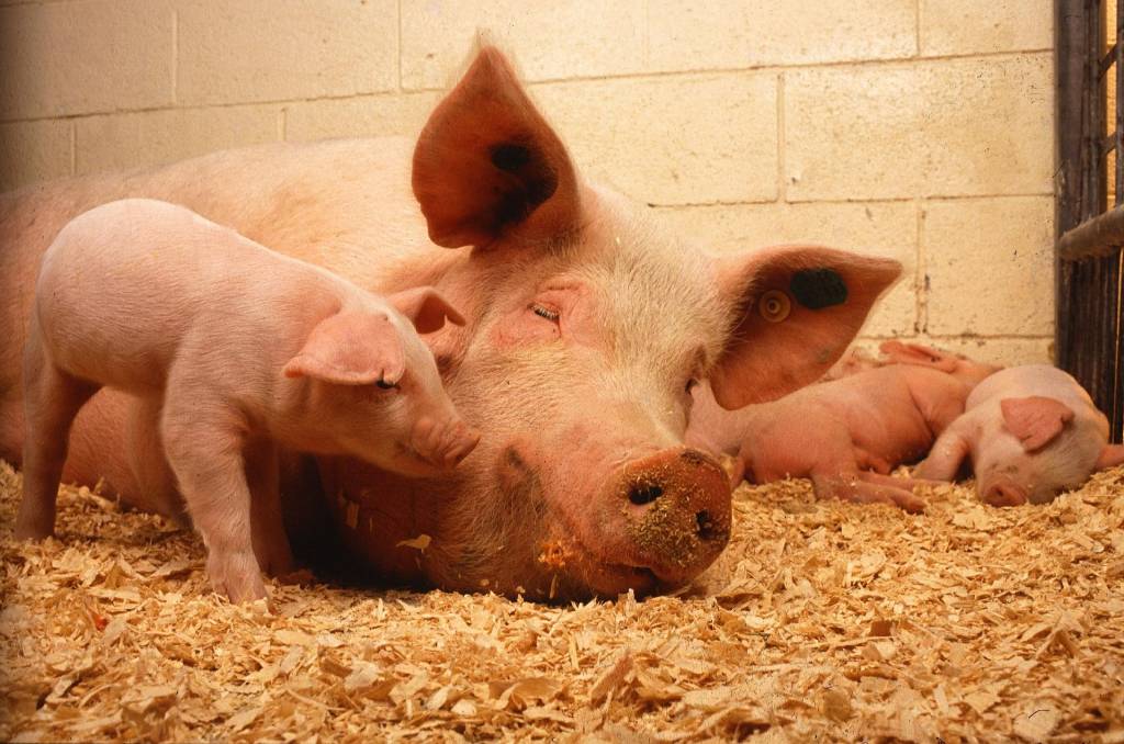 Багато фермерів починають відновлювати поголів'я свиней