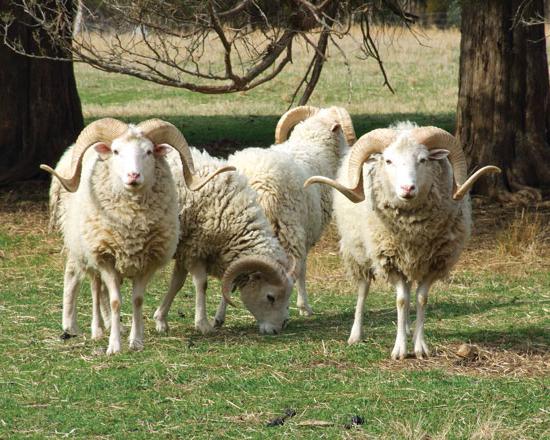 Грузинські вівці