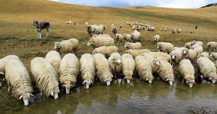 Вівці на водопої