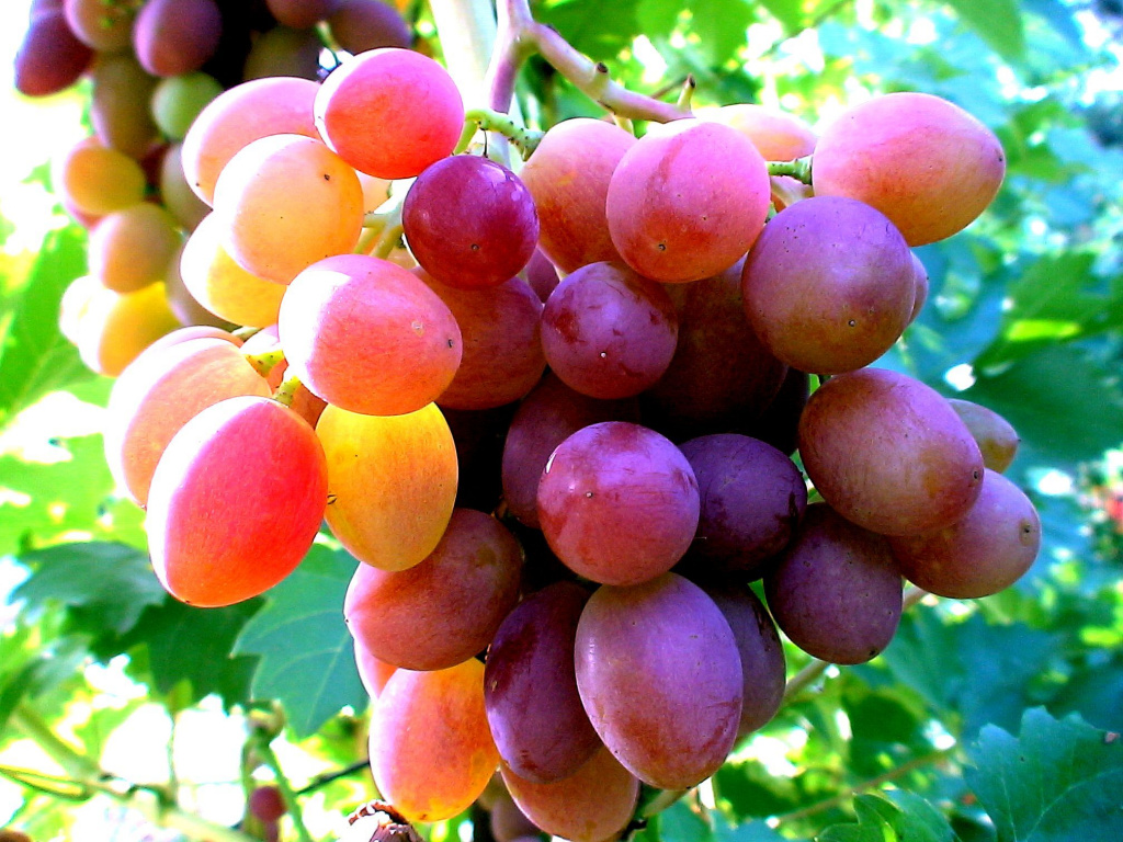 Как повысить процент сахара в ягодах винограда
