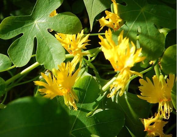 Tropaeolum Aduncum