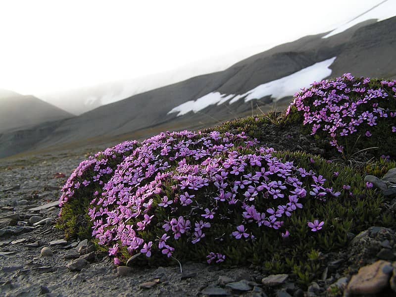 Silene acaulis