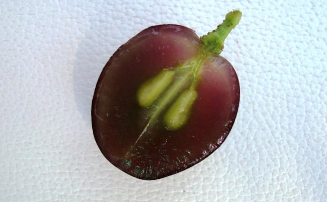 Ягода винограда в разрезе.