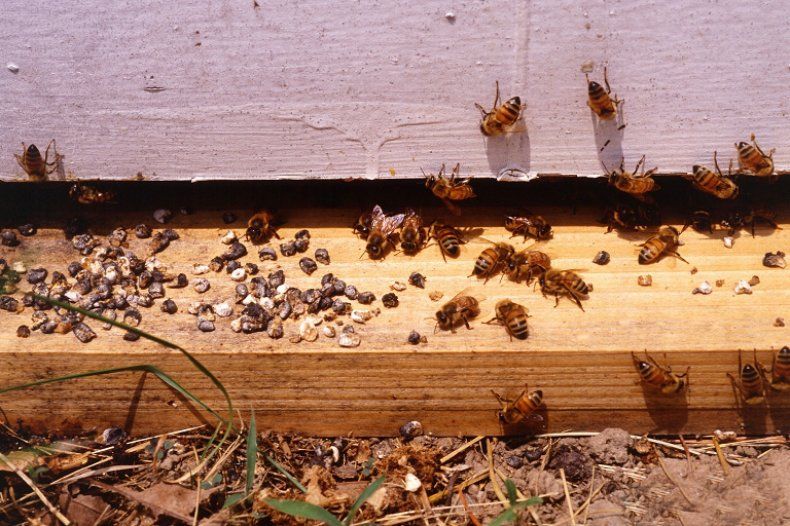 Аскофероз бджіл