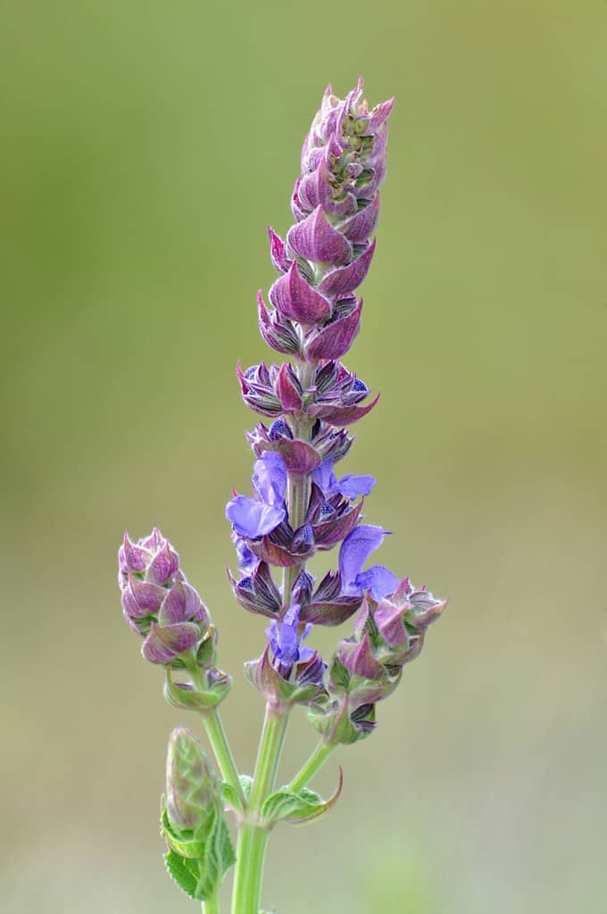 Salvia nemorosa. Соцветие