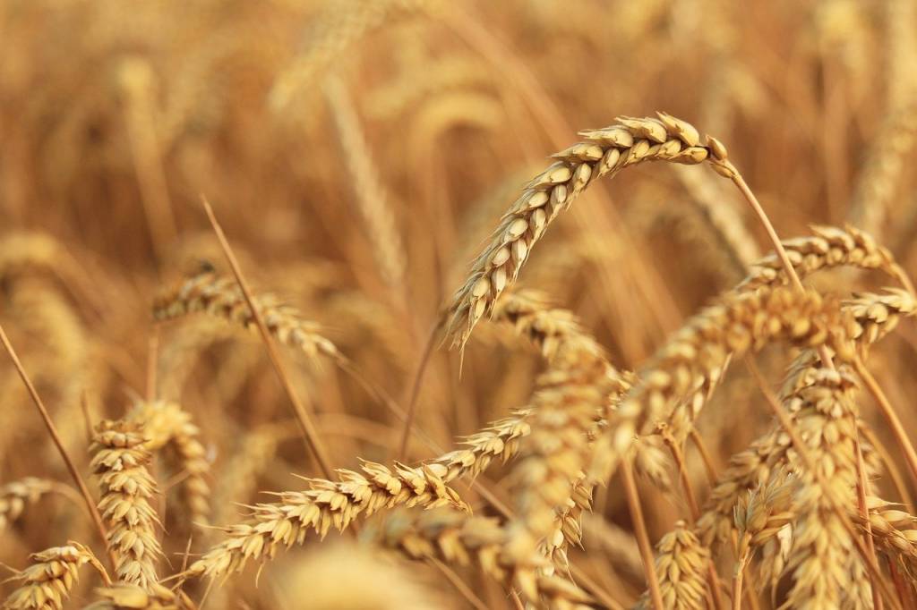 Зернові культури - одна з визначальних товарних груп у структурі українського агроекспорту