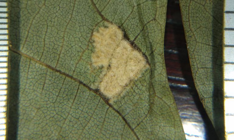Нижняя поверхность поврежденного клещом листа