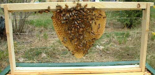 Бджоли на вощині