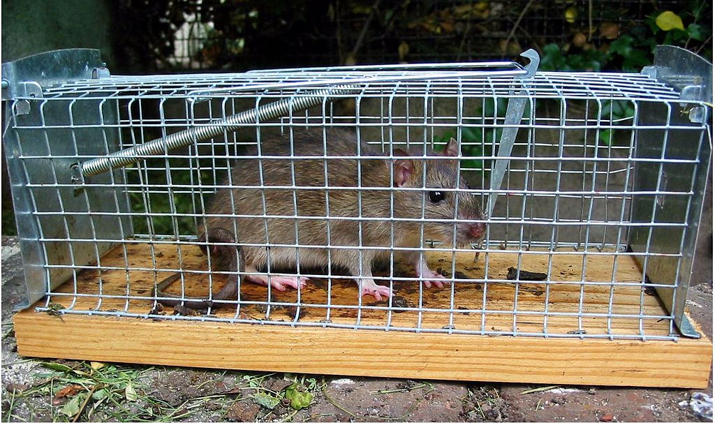 Пацюк у клітці-пастці