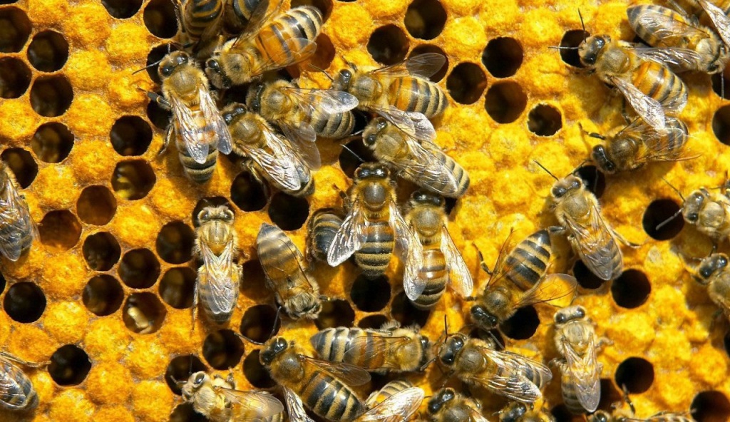 Медоносные пчелы. Насекомые.jpeg