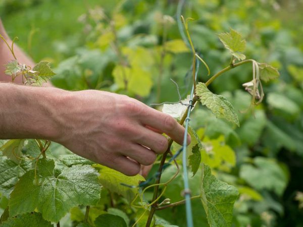 Как продвязать виноград