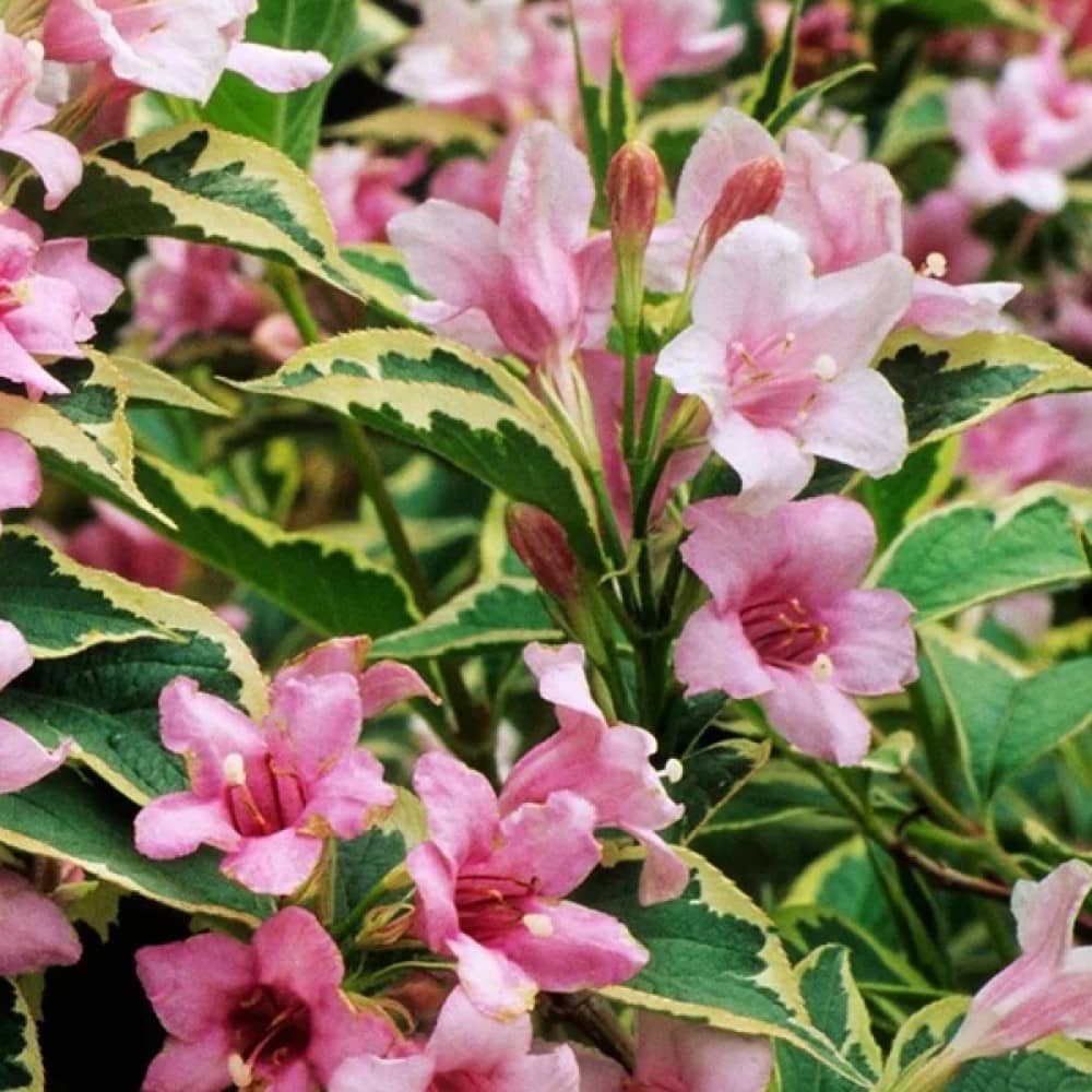 Weigela florida Variegata