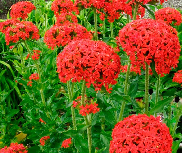 Lychnis chalcedonica