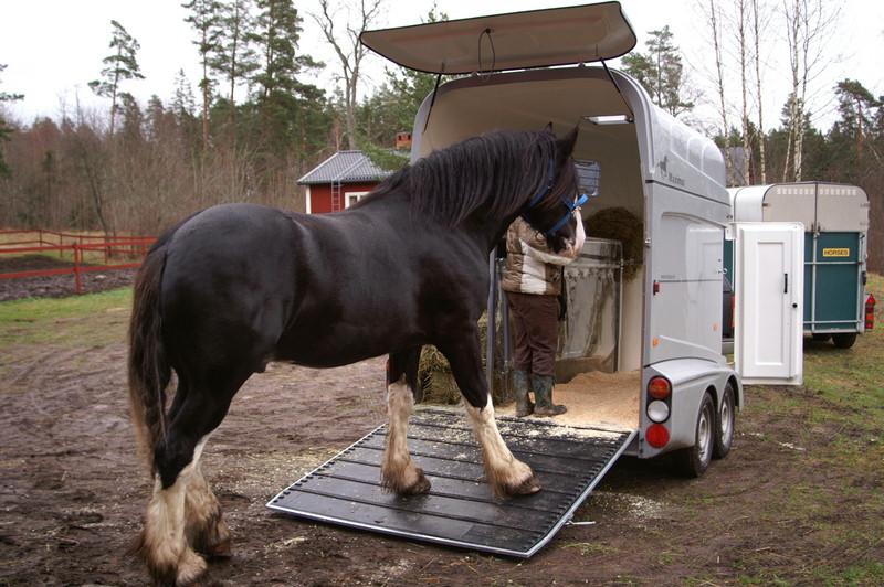 Транспортирование лошади