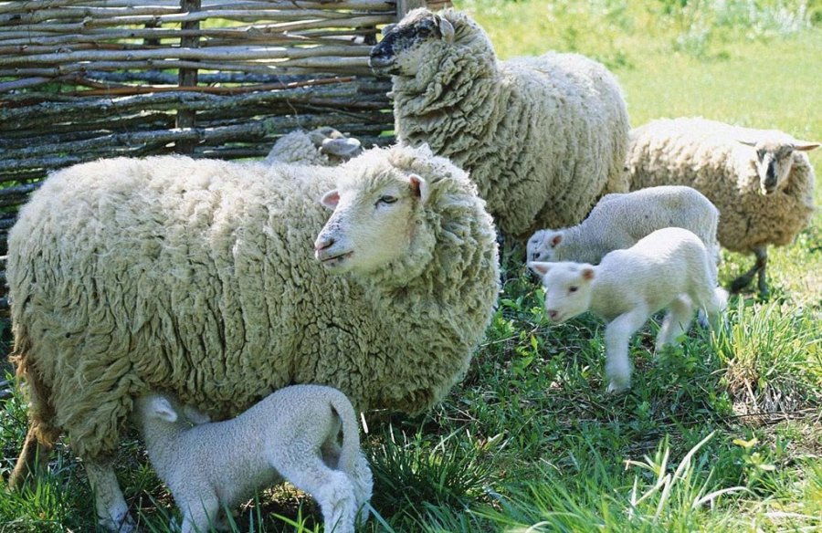 Разведение овец в домашних условиях.jpg