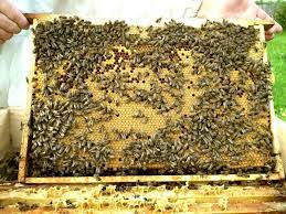 Бджоли лінії кортувка