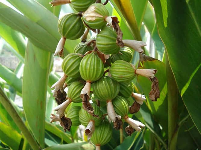 Недозрелый плод кардамона