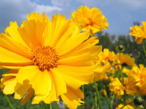 Coreopsis lanceolata Golden Queen