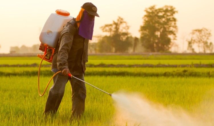 Обработка пестицидами