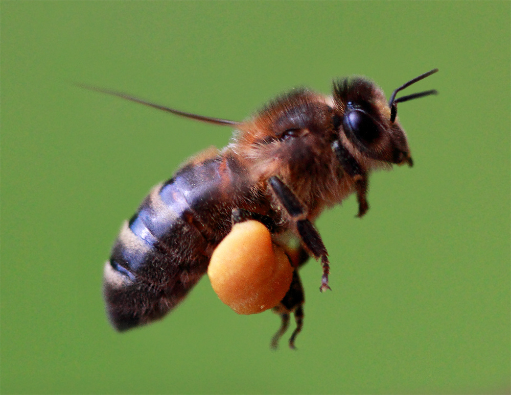 Пчела труженица.jpg