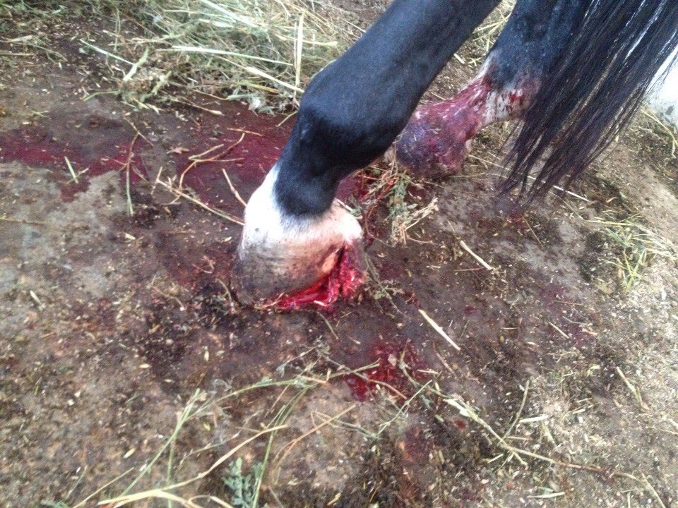 Травма копыта у лошади