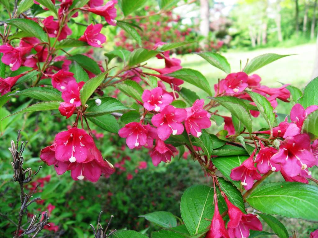 Weigel floribunda