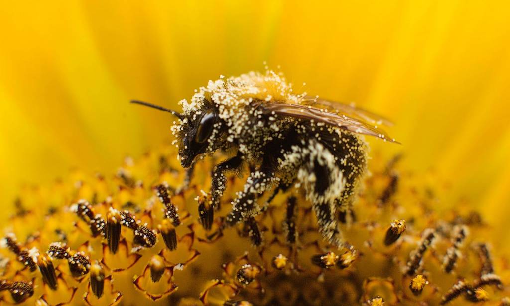 Опыление растений при помощи пчел