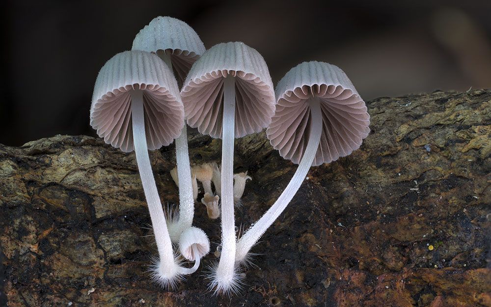 Необычные и странные грибы