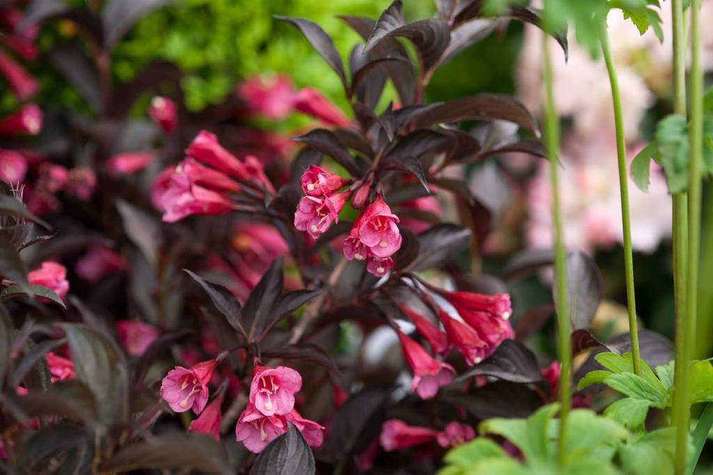 Weigela florida Alexandra