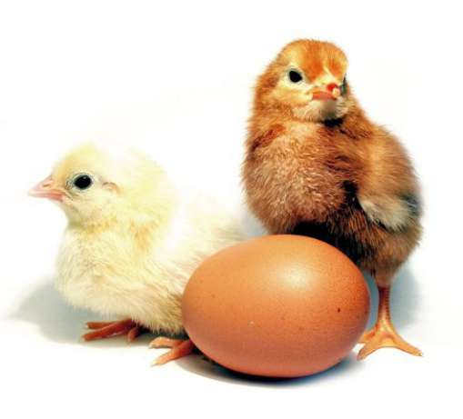 Цыплята Ломан Браун.jpg