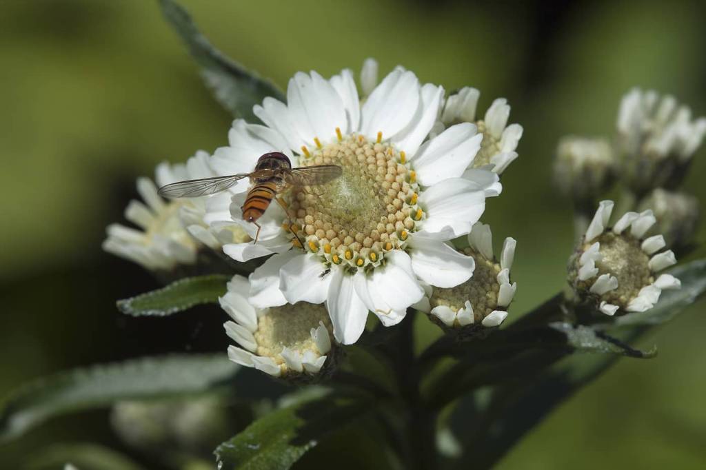 Achillea macrocephala