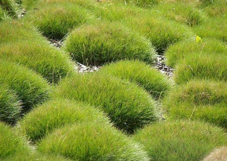 Festuca gautier