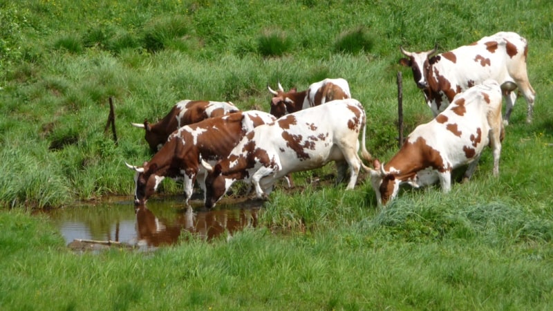 Корови на водопої