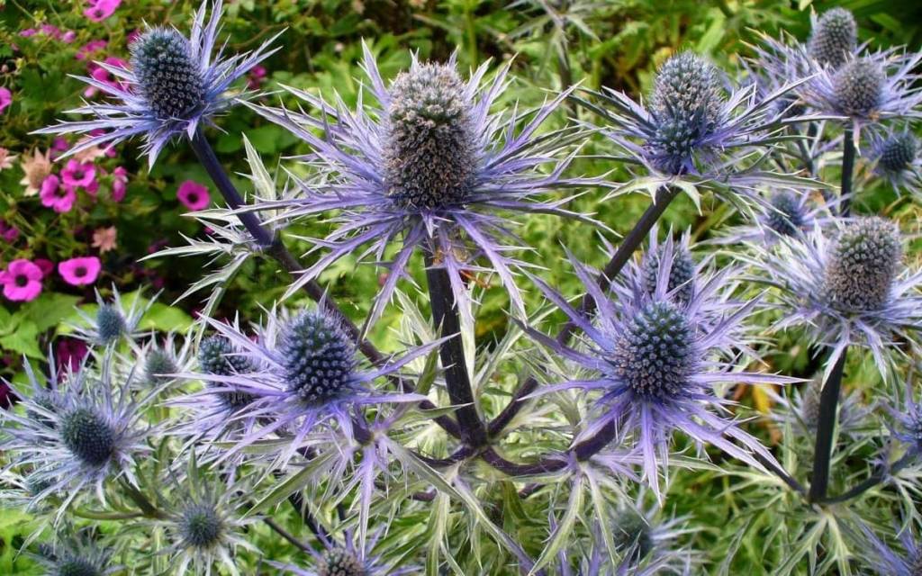 Eryngium × zabelii Big Blue