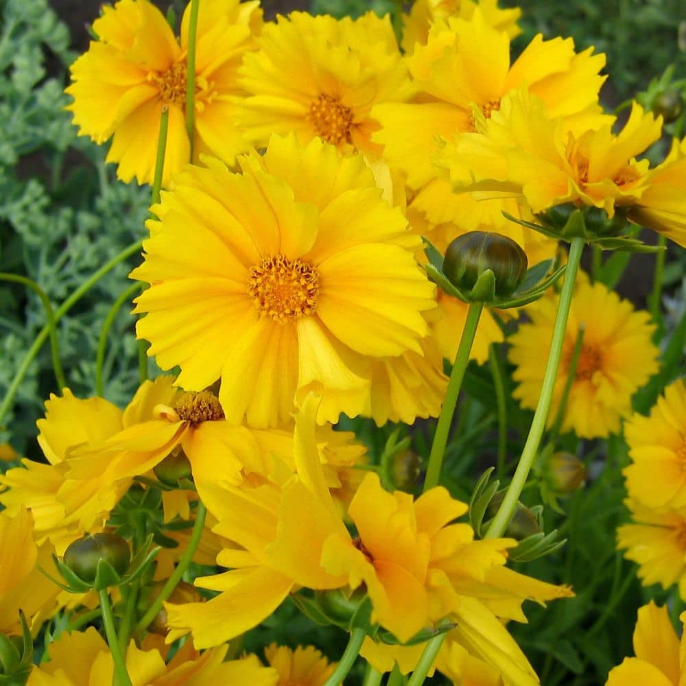 Coreopsis drummondii Mistigri