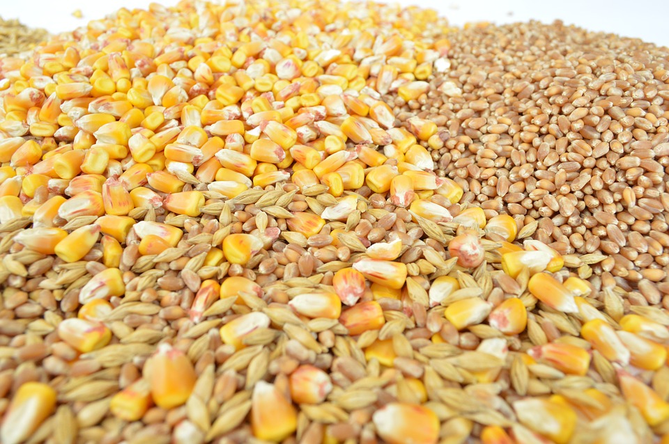 Семена пшеницы и кукурузы