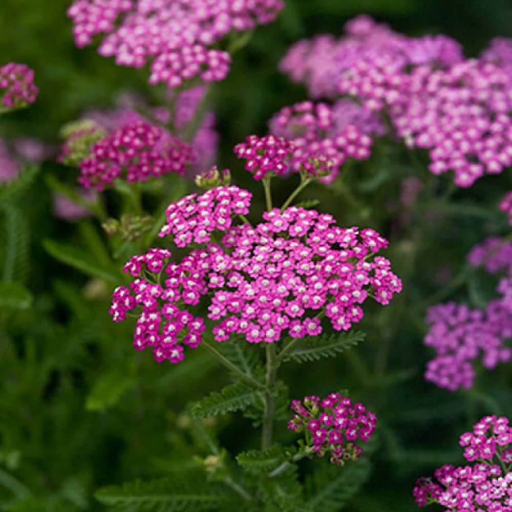 Achillea sorta Cerise Queen