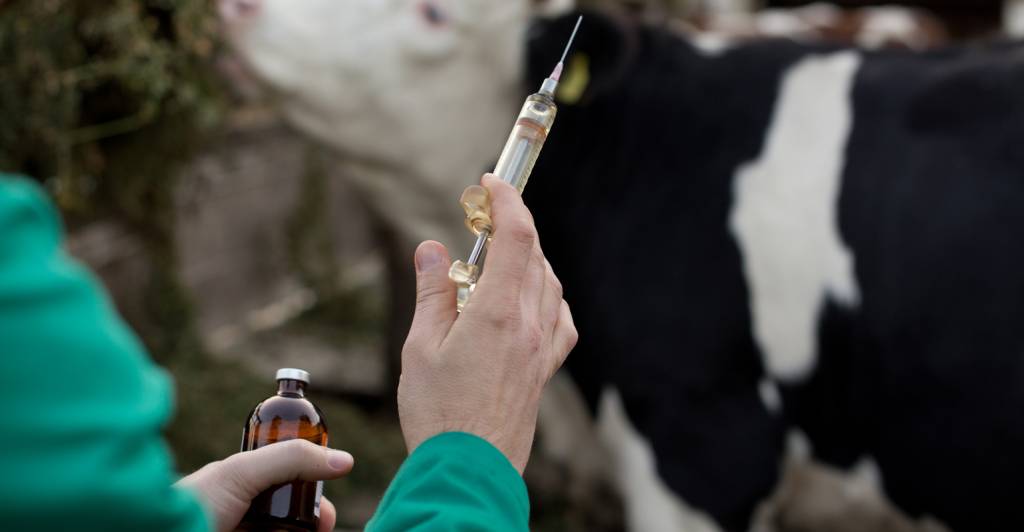 Противомикробные препараты широко используются в животноводстве