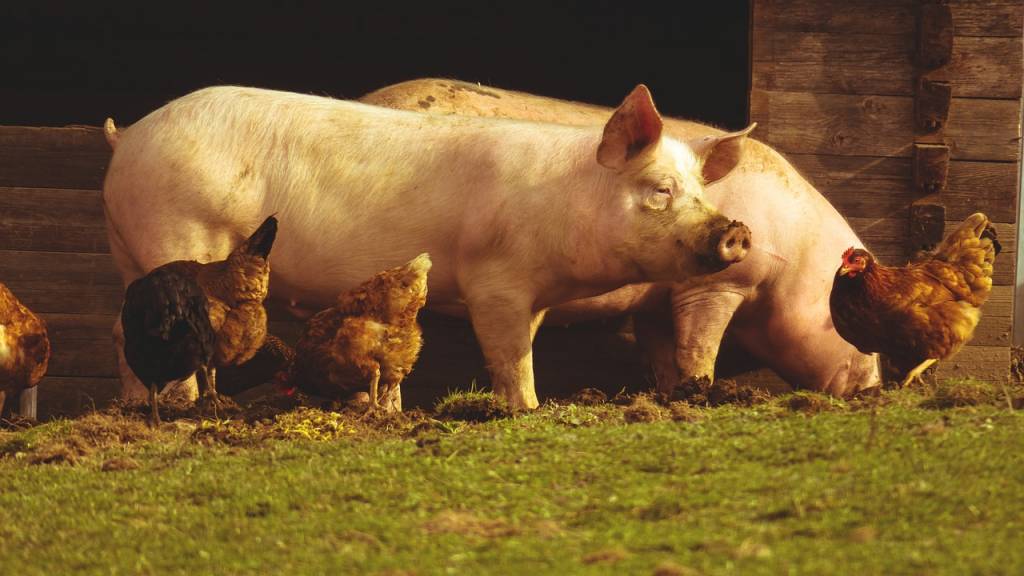 В мире растет потребление мяса свиней и птицы