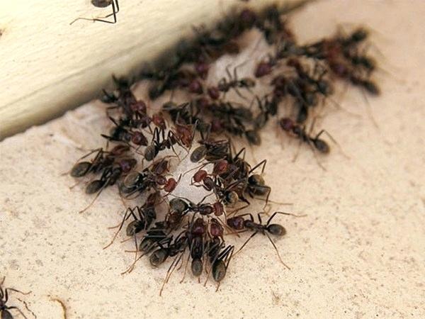 Борная кислота против муравьев
