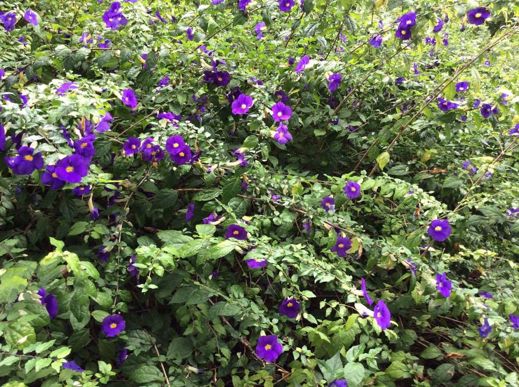 Thunbergia erecta