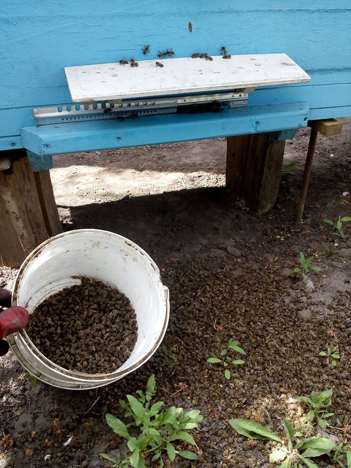 Мертві бджоли на пасіці в Козельщинському районі Полтавської області