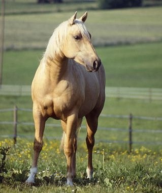 Изабелловая масть лошади