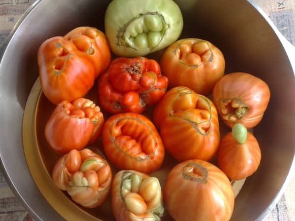 Уродливые томаты