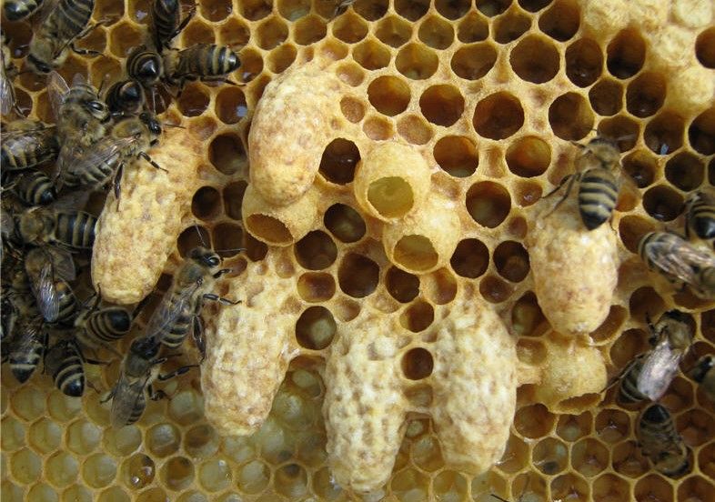 Пчелы дальневосточные