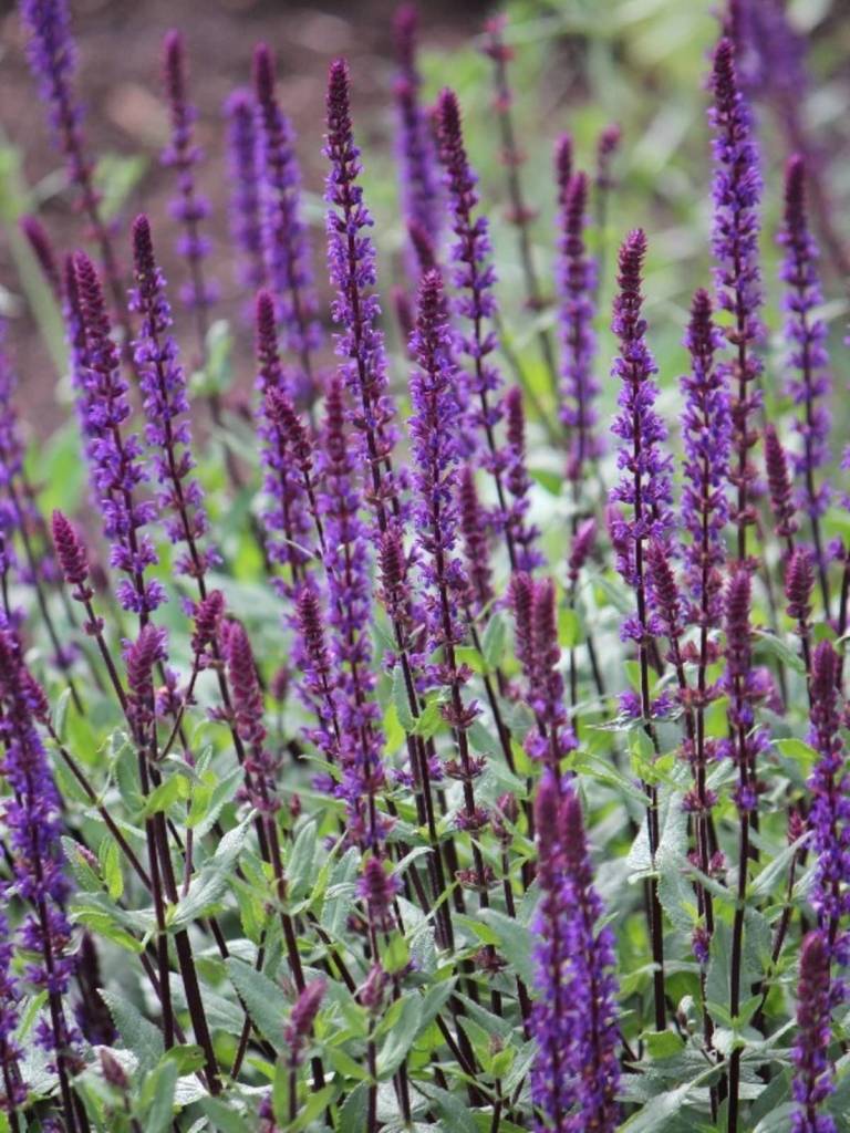 Salvia nemorosa Caradonna