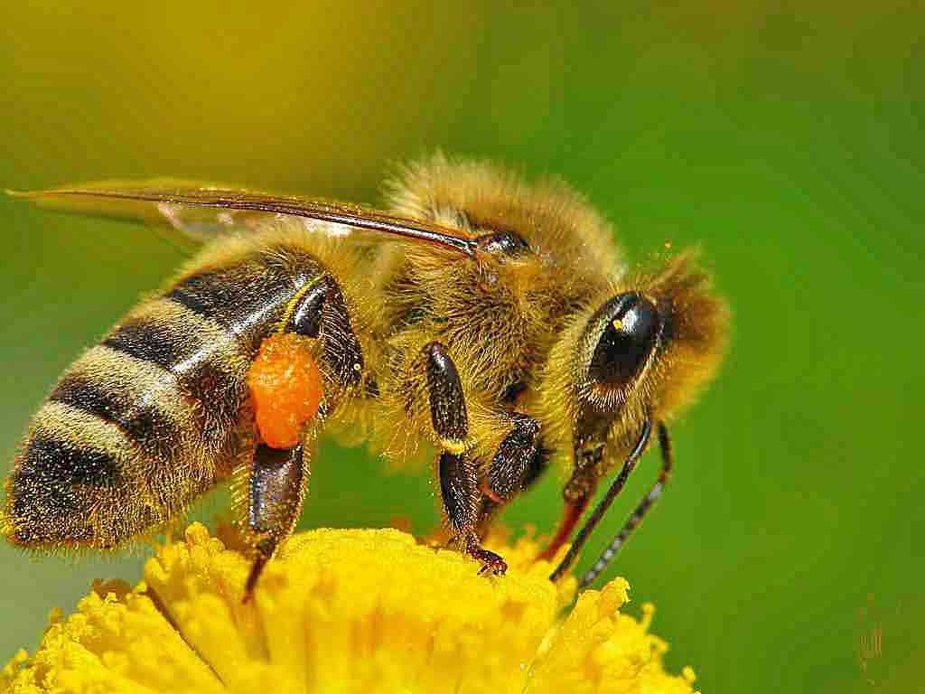 Бджола на медоносі