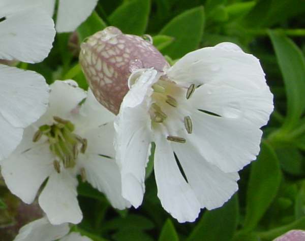 Silene uniflora